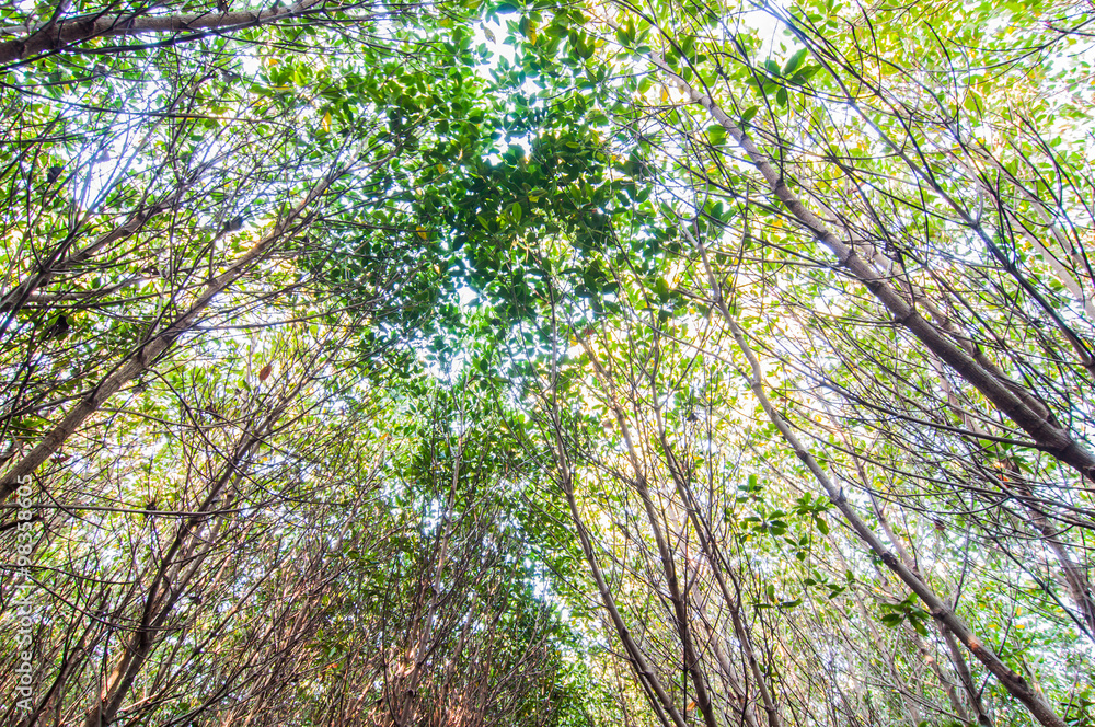 Fototapeta premium pod widokiem lasów namorzynowych