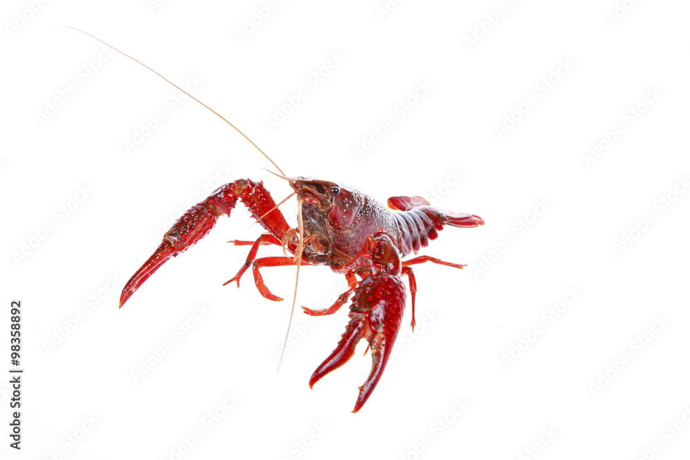Crawfish Crawfish