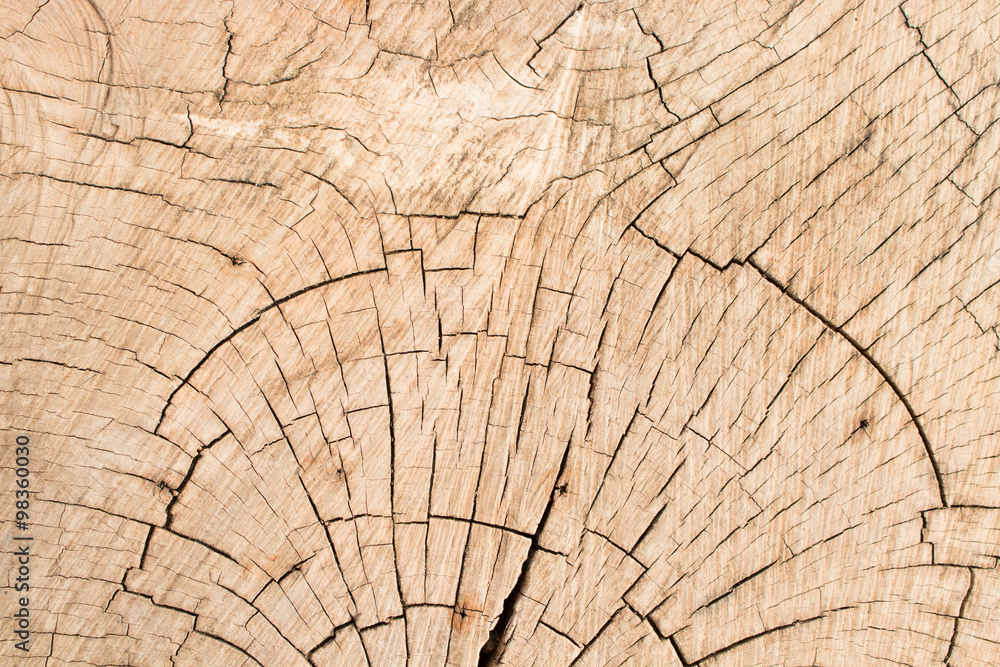 Fototapeta premium tekstura drewna