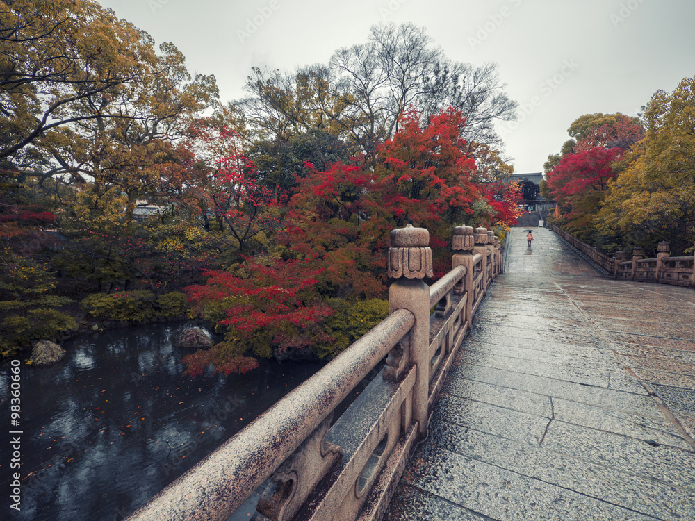 Fototapeta premium maple autumn set