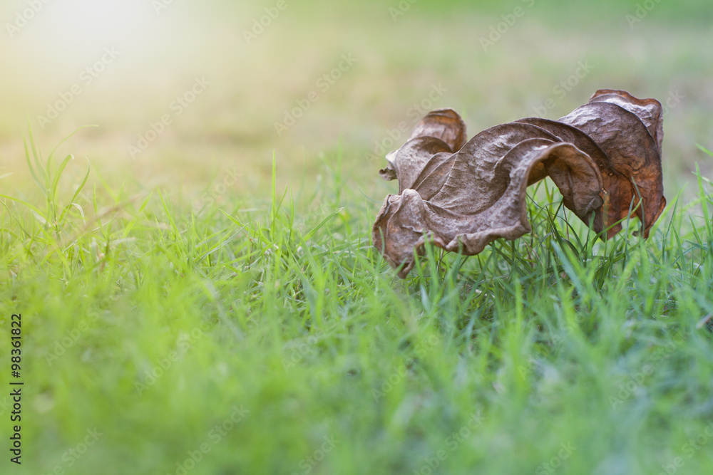 Abstract background leaves on the green grass, Morning sun shines on the lawn in the winter. Abstract background leaves on the green grass, Morning sun shines on the lawn in the winter.