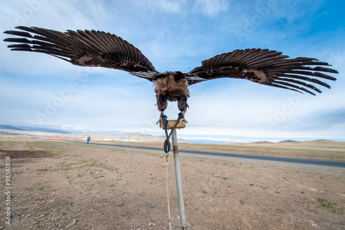 MONGOLIA - May 17, 2015: Specially trained eagle for hunting in mongolian desert near Ulaan-Baator. photo