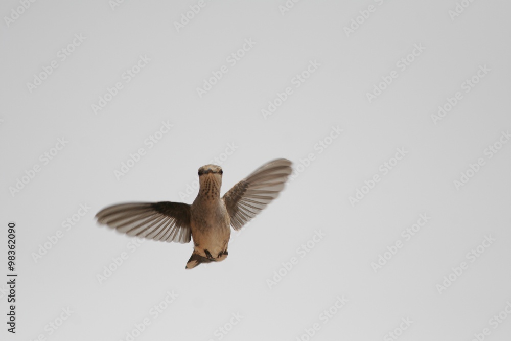 Obraz premium Hummingbird in flight light background isolation 2