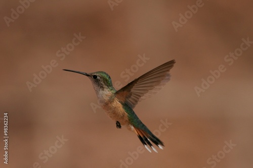 Hummingbird in flight red background isolation 6
