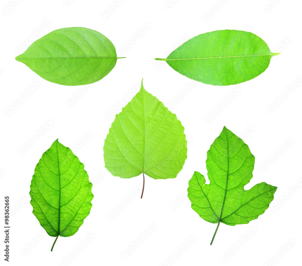 Obraz premium Green Leaf on white background