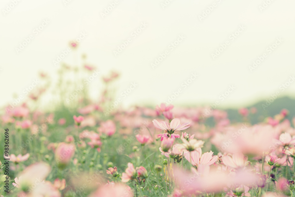 Pink flower. Vintage tone. Blur and Selective focus.