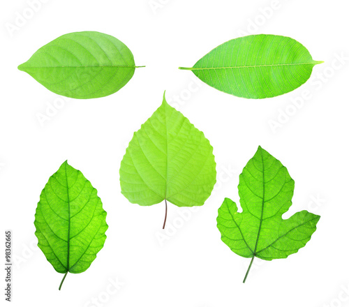 Green Leaf on white background