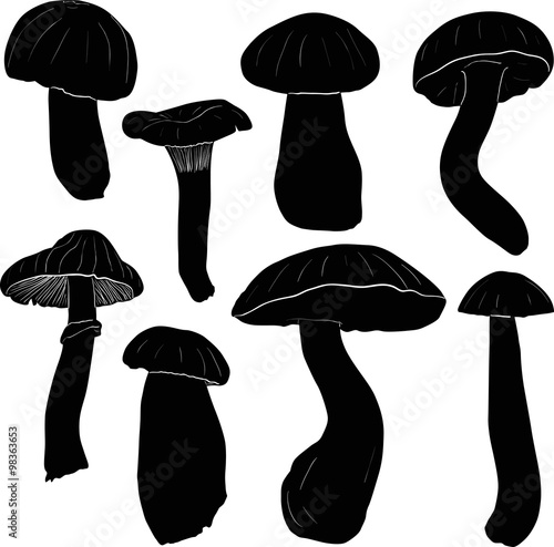 eight edible mushrooms sketches on white