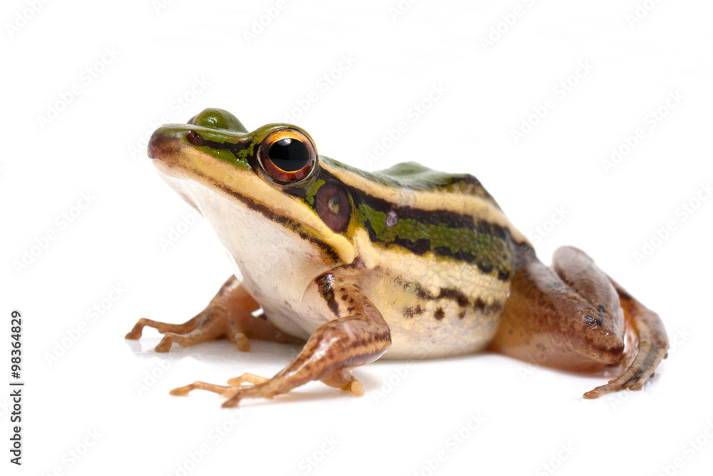 green frog (green paddy frog) on white background green frog (green paddy frog) on white background