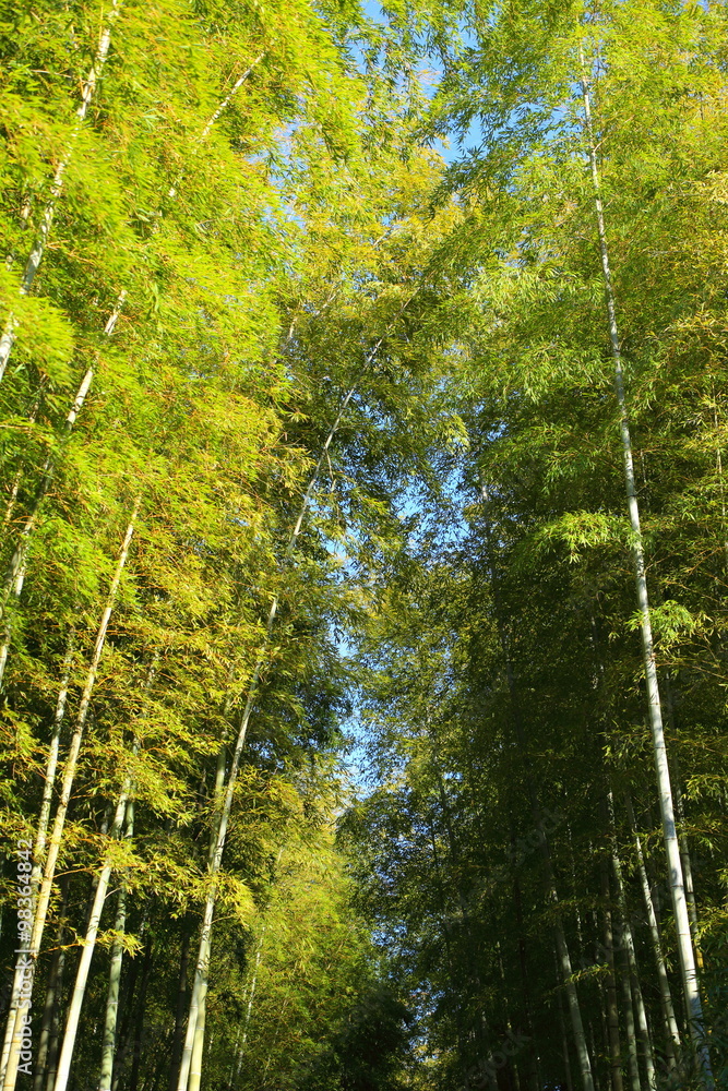 Fototapeta premium 竹林