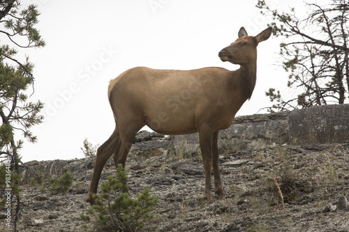 Female elk standing with head turned back, Yellowstone National Park, Wyoming.