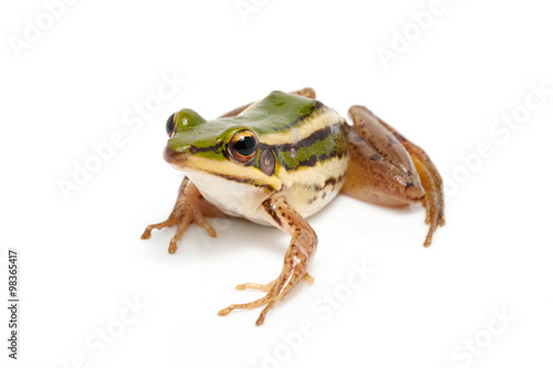 green frog (green paddy frog) on white background
