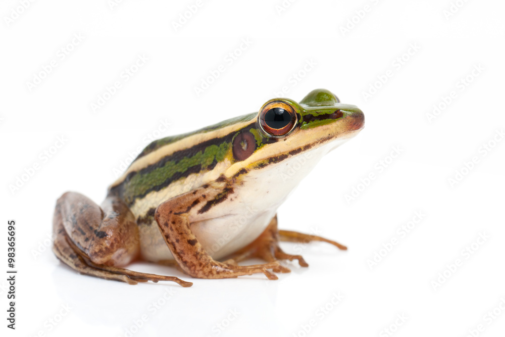 green frog (green paddy frog) on white background green frog (green paddy frog) on white background