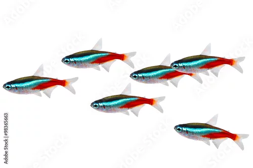 Obraz Swarm of Neon Tetra Paracheirodon innesi freshwater fish isolated 
