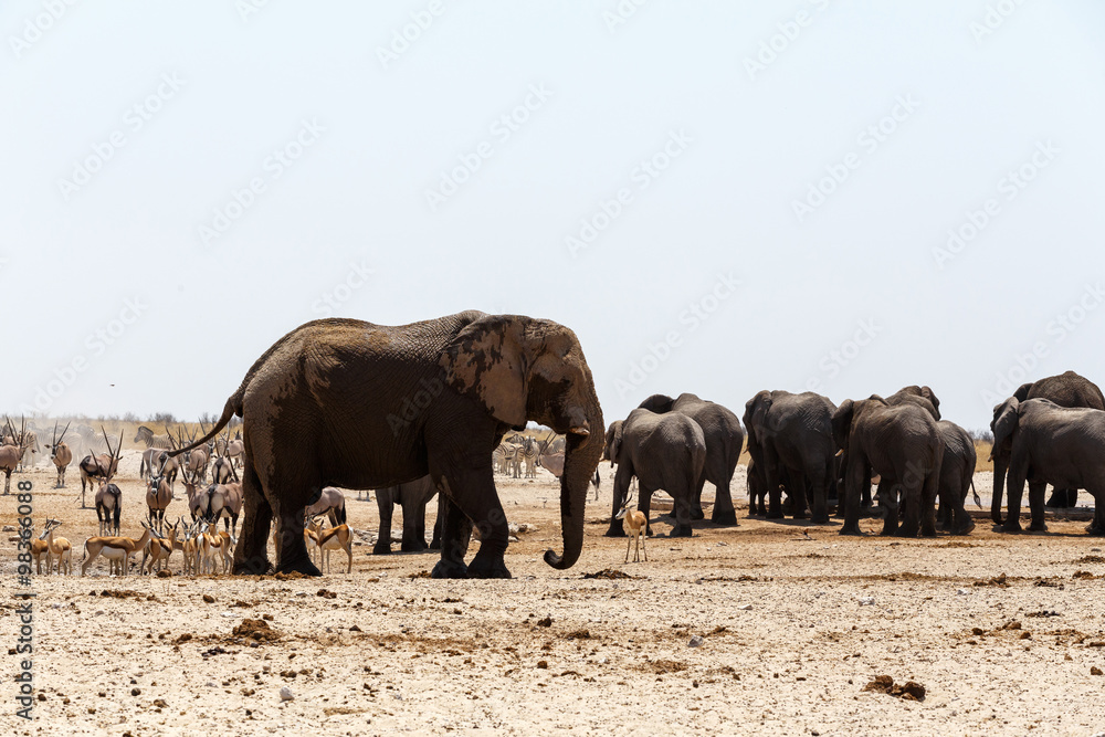 crowded waterhole with Elephants crowded waterhole with Elephants