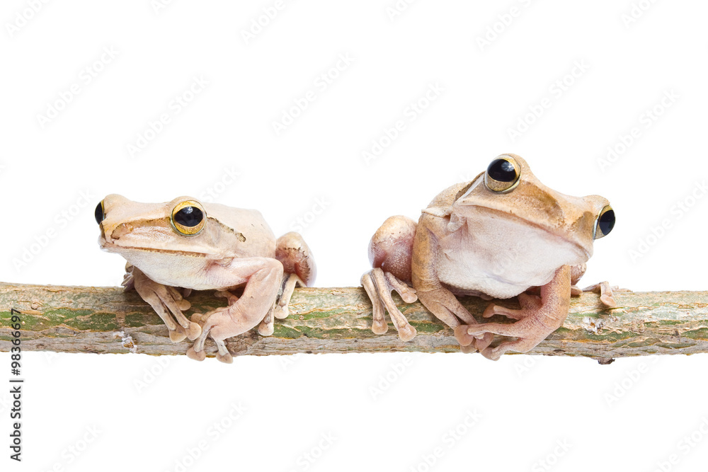 Two, tree frog on dry branch