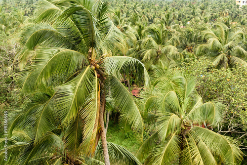 Coconut trees in Kerala, India
