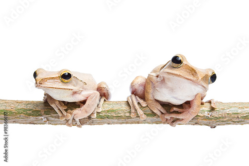Obraz na płótnie Two, tree frog on dry branch w salonie
