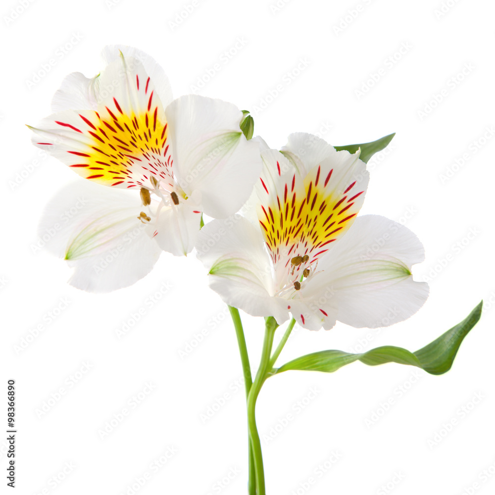 Alstroemeria flowers isolated on white background.
