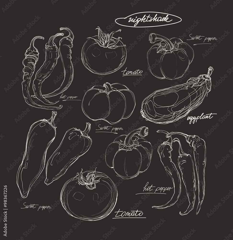 realistic vector hand drawing set of vegetables realistic vector hand drawing set of vegetables