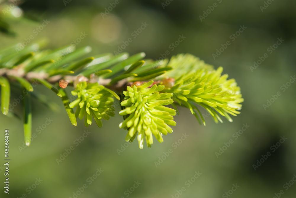 FrischeTriebe an einer Tanne im Frühling - Abies FrischeTriebe an einer Tanne im Frühling - Abies