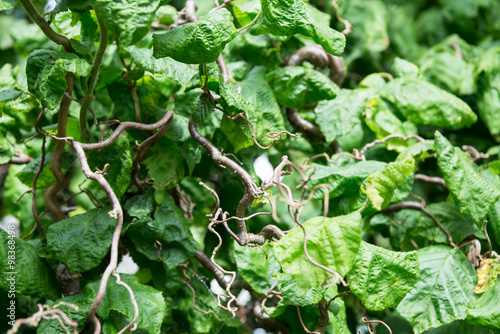 Common Hazel or Corylus Avellana twisted twigs and leaves close-up