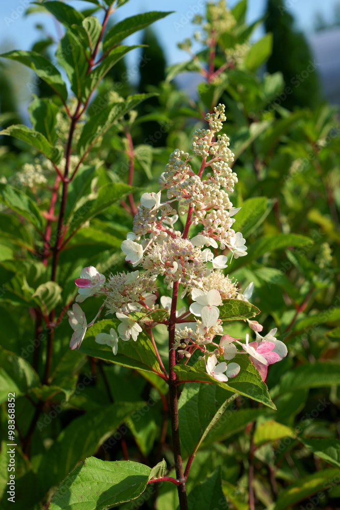 Obraz premium Hydrangea paniculata VANILLE-FREISE Renhy