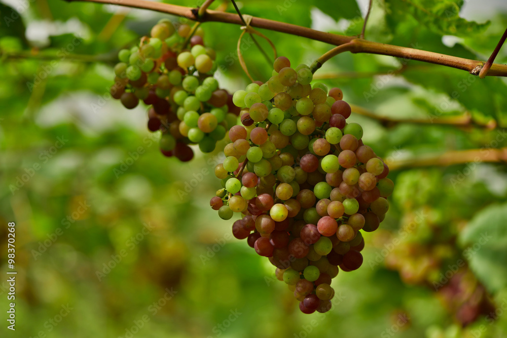 Thai vineyard