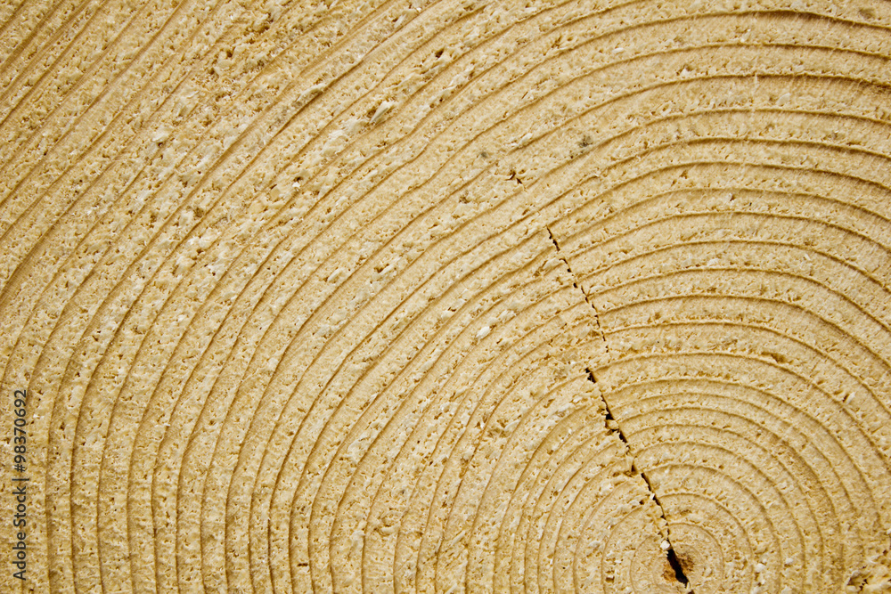 Fototapeta premium Texture of wood cut to the year rings. Wooden background.