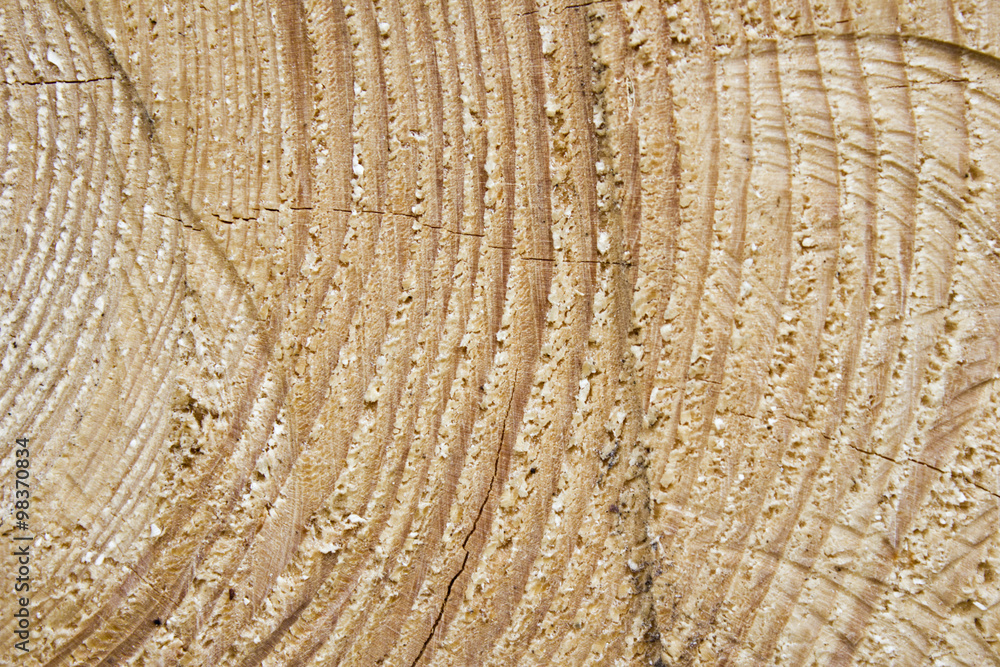 Naklejka premium Texture of wood cut to the year rings. Wooden background.