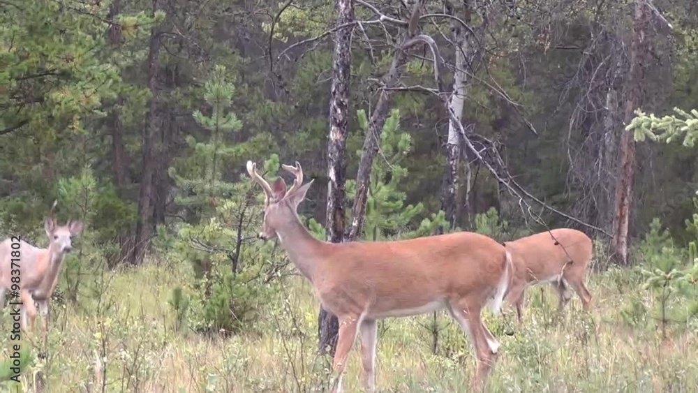 Three deer standing and running in the forest Three deer standing and running in the forest
