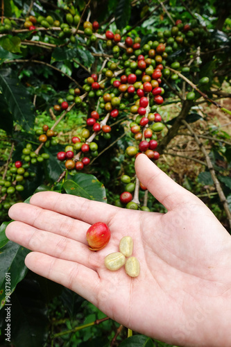 Fresh coffee bean from coffee cherry.
