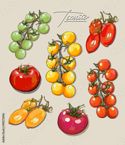 vector hand drawing set  tomatoes