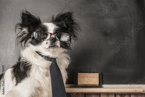 Bild auf Leinwand Dog as a school teacher