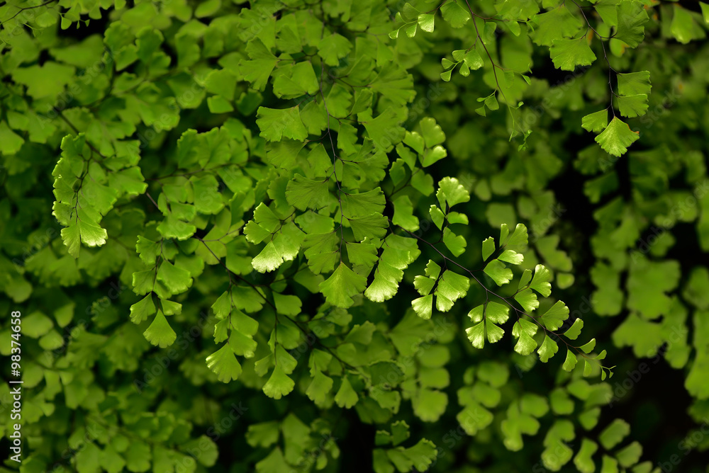 Obraz premium Green leaf background