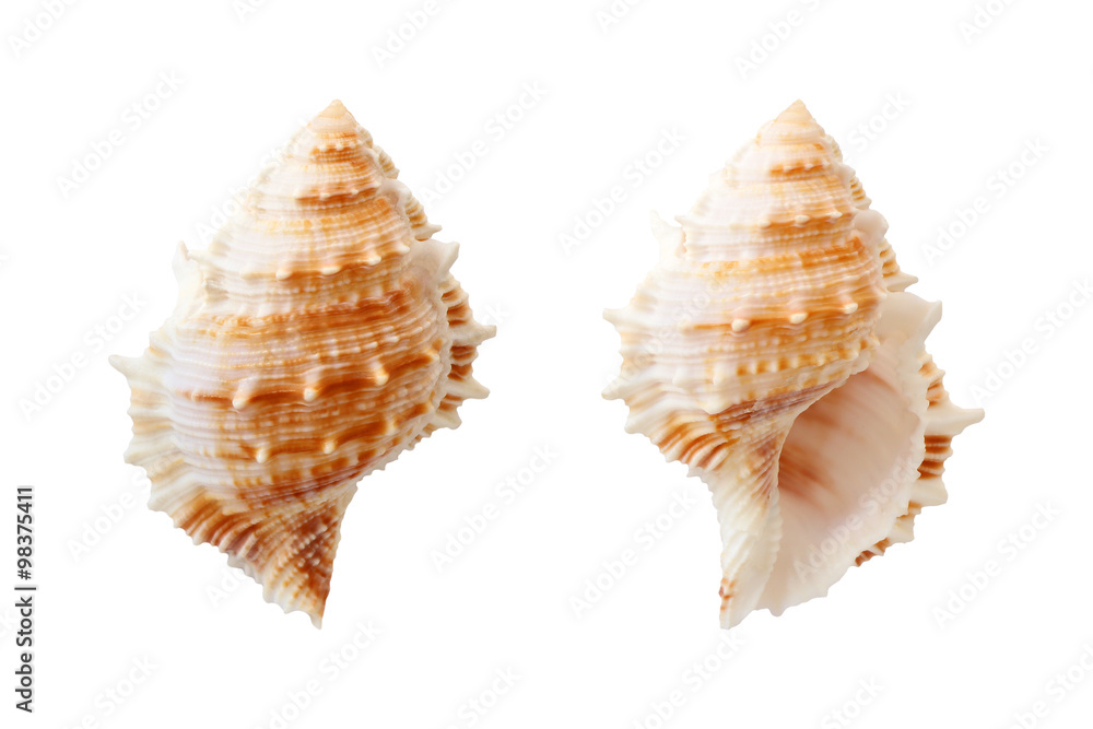 Shell isolated on white background Shell isolated on white background
