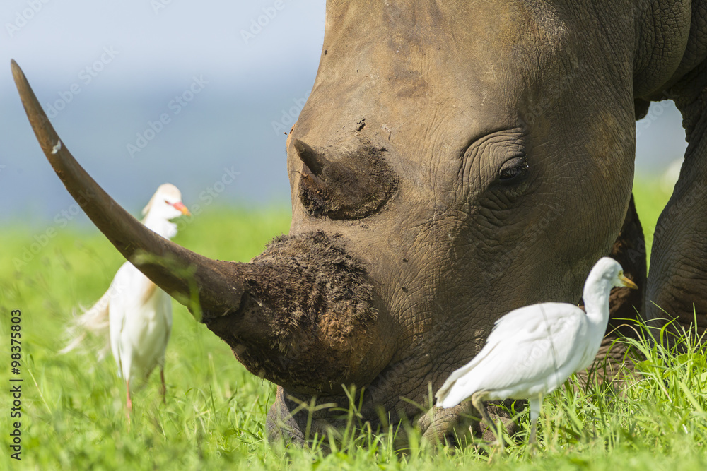 Fototapeta premium Rhino horn birds closeup wildlife animal
