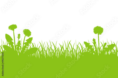 Spring background with dandelions