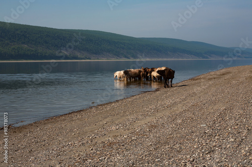 Wallpaper Mural Horses in the river on a hot day. Lena river. Yakutia. Russia. Torontodigital.ca