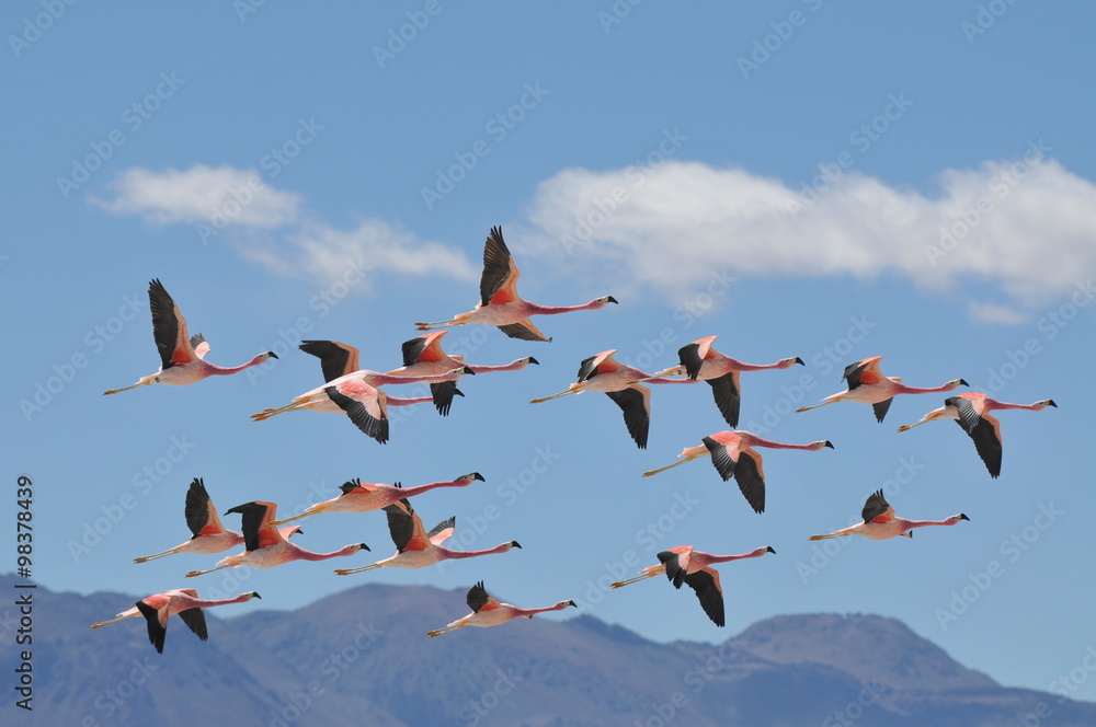 Naklejka premium A flock of Andean flamingos in flight