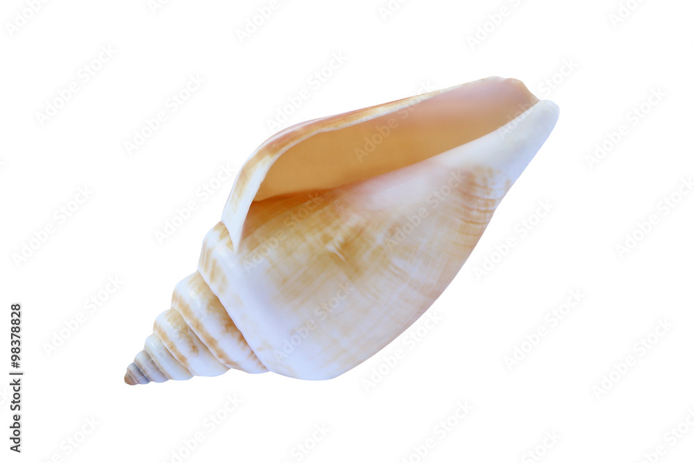 seashell isolated on white background.