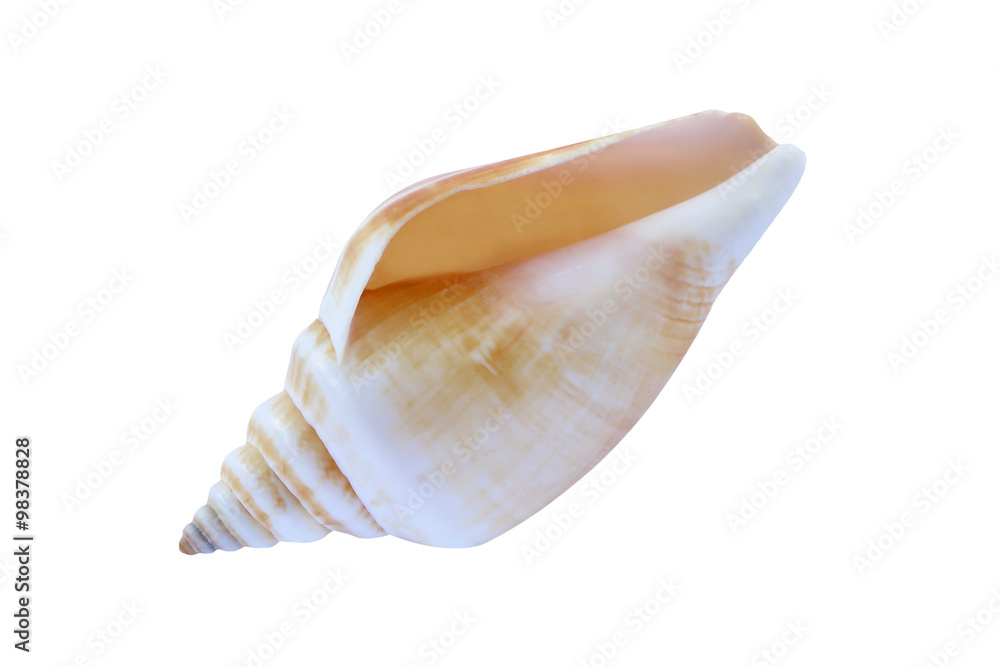 seashell isolated on white background. seashell isolated on white background.