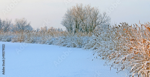 Trees in a frozen landscape in winter