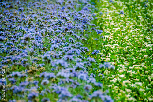 Phacelia