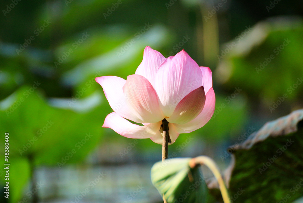 Fototapeta premium Pink lotus flowers beautiful blooming 