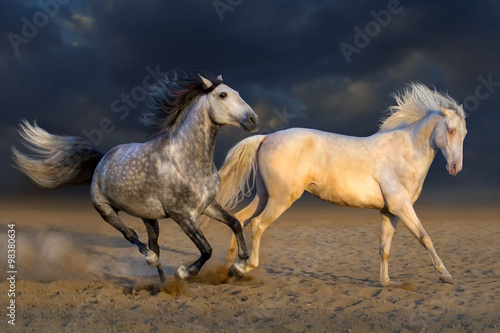 Two horse play in desert against dramatic sky