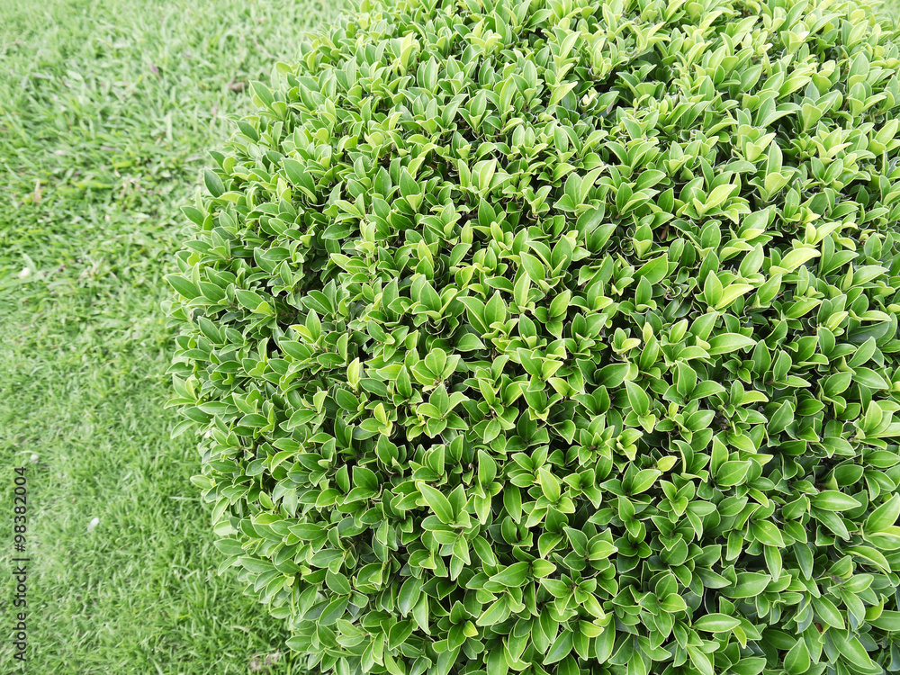 Closeup bush in park Closeup bush in park