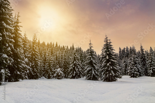 Cosy winter scene with snow-covered trees in the mountains © rolandbarat