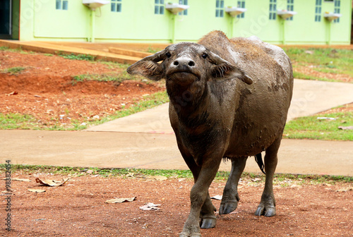 Asia buffalo or Thai buffalo with mud 