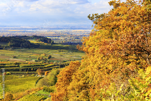 Blick vom Kaiserstuhl über Oberrhein zu den Vogesen